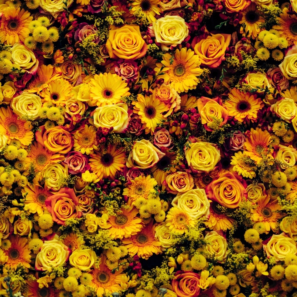 Много разных оранжевых цветов для фона