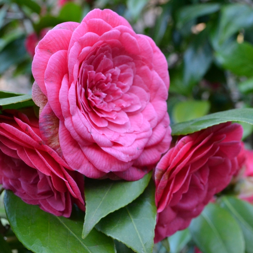 Много розовых цветов камелии