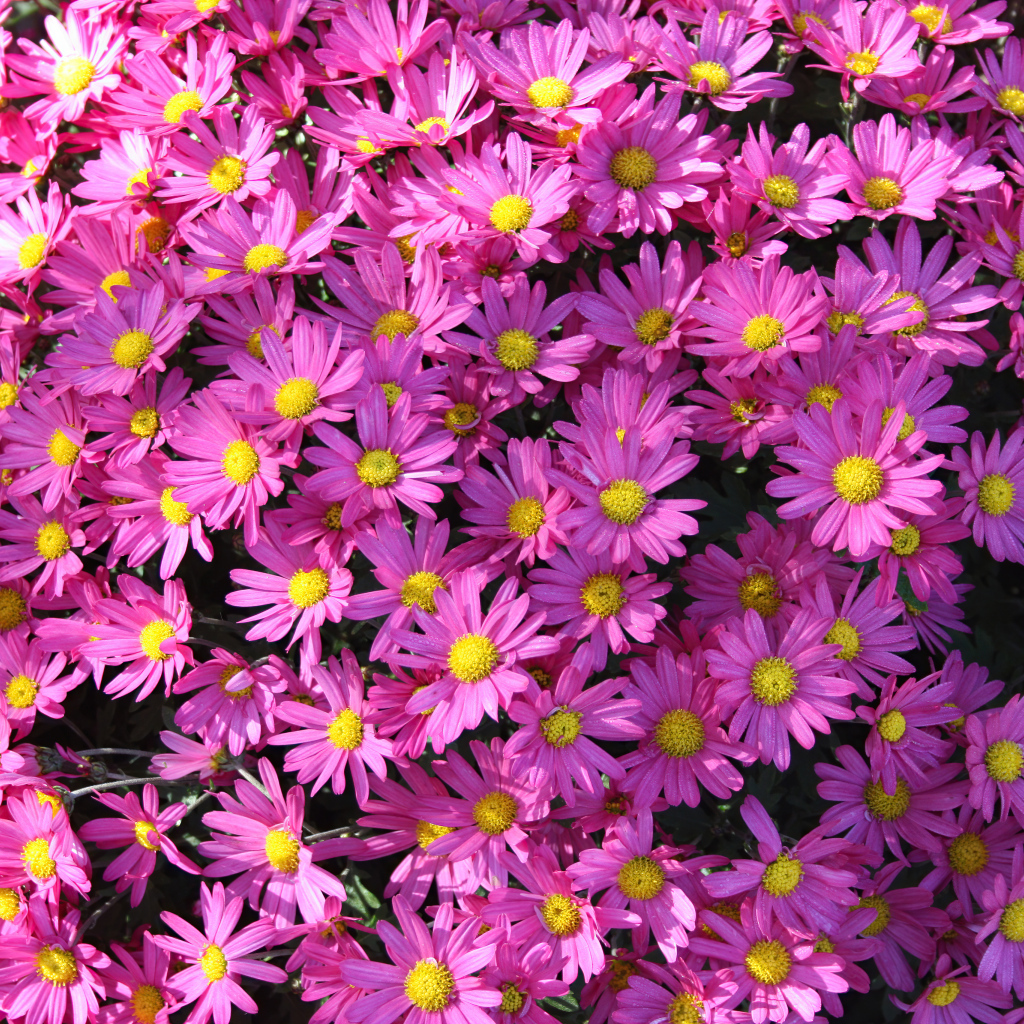 Много розовых цветов хризантемы