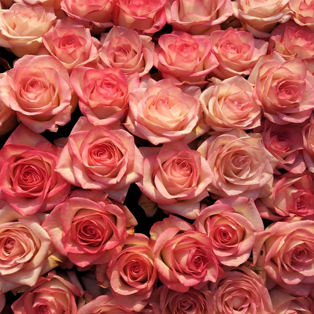 Много розовых роз на фон