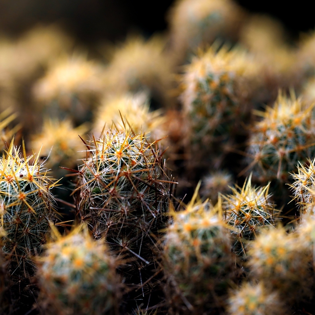 Много маленьких колючих кактусов