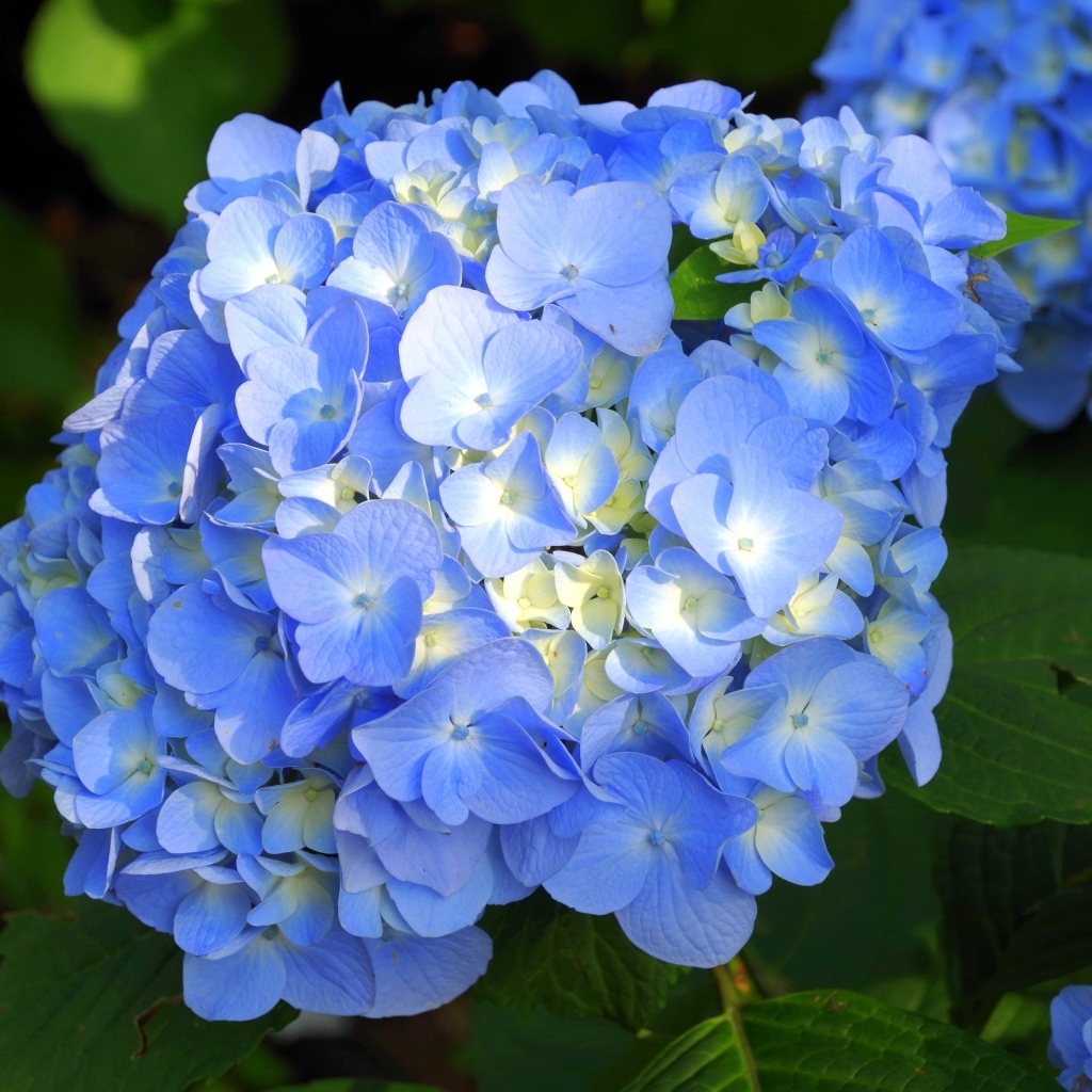 Пышные синие цветы гортензии