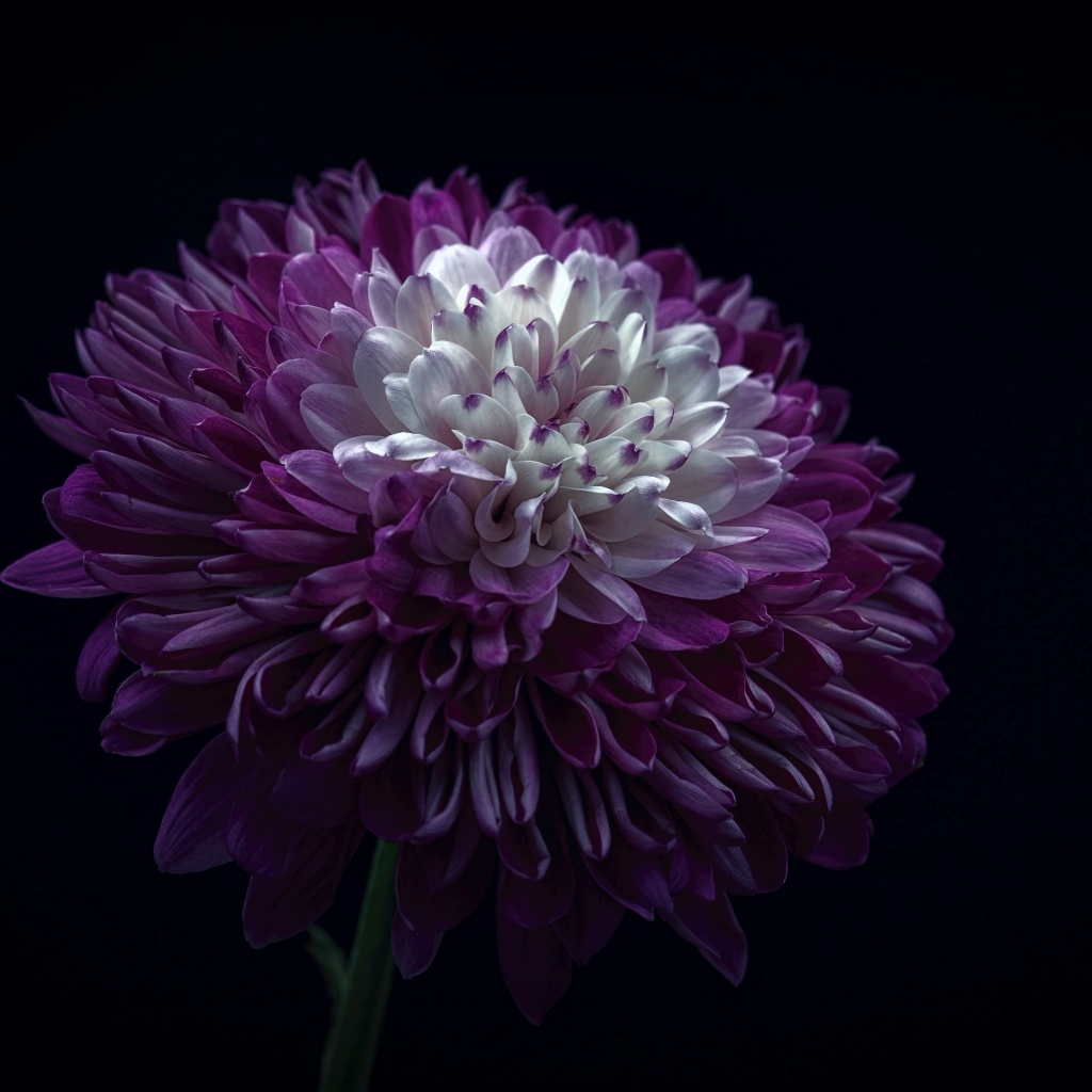 Пышная сиреневая хризантема на черном фоне