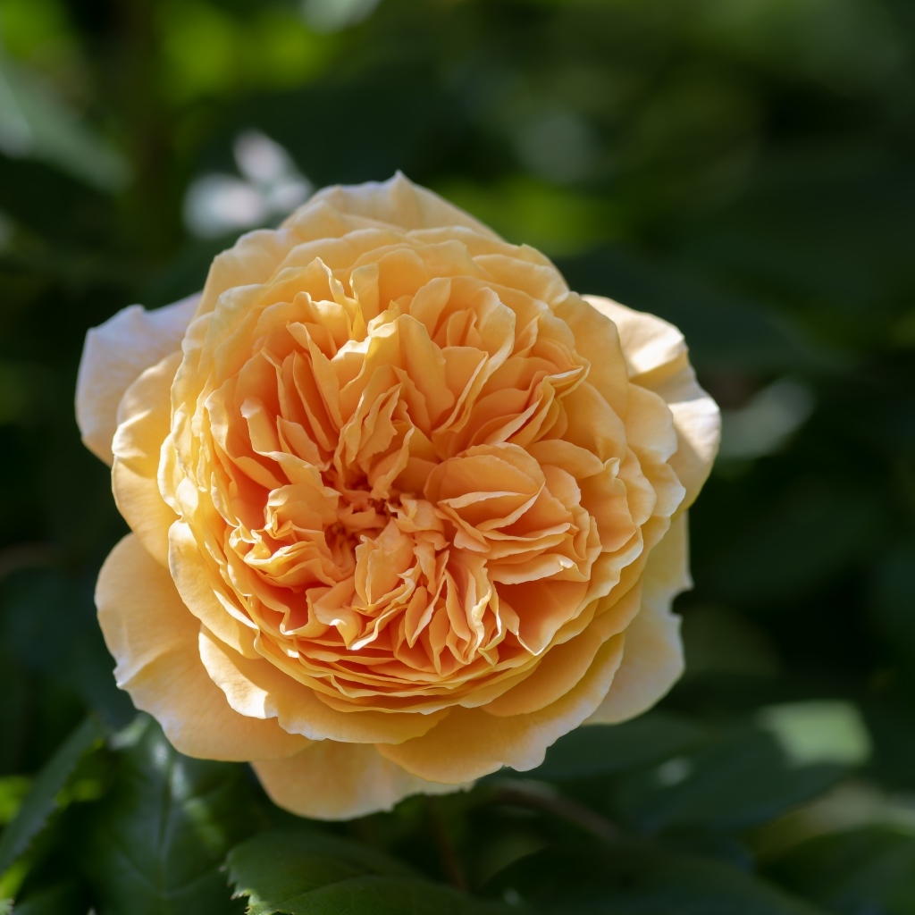 Пышная оранжевая роза в лучах солнца