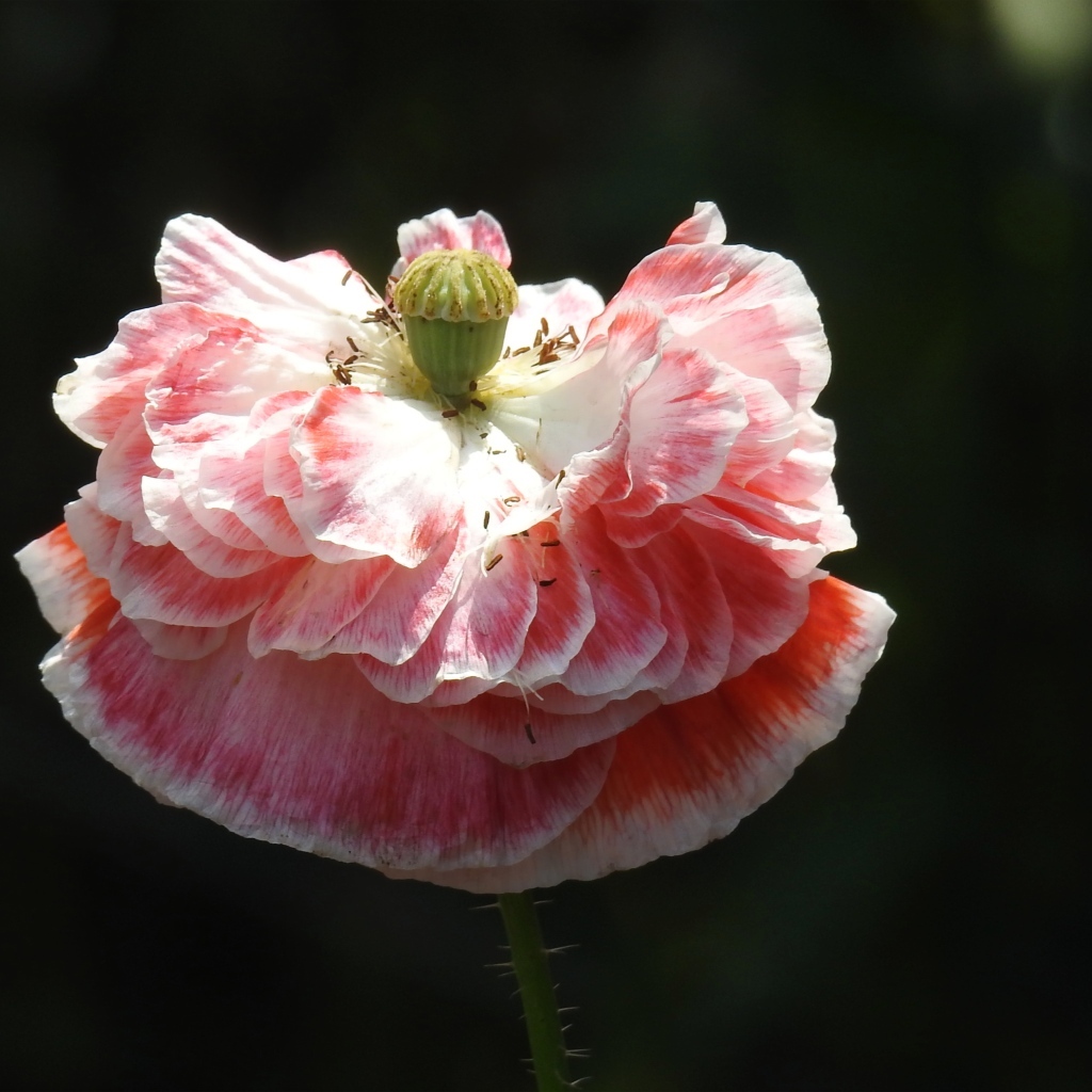 Пышный розовый цветок мака