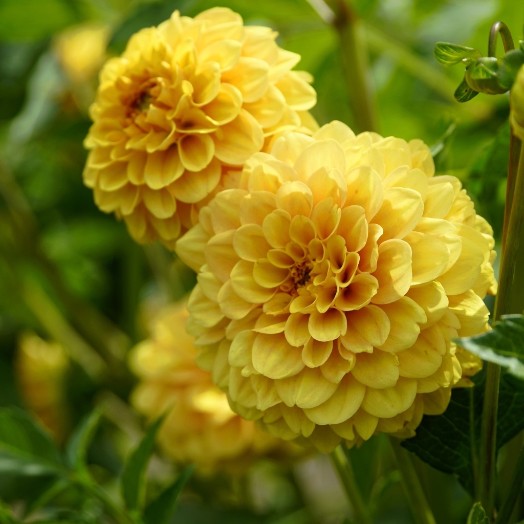 Пышные цветы желтой георгины