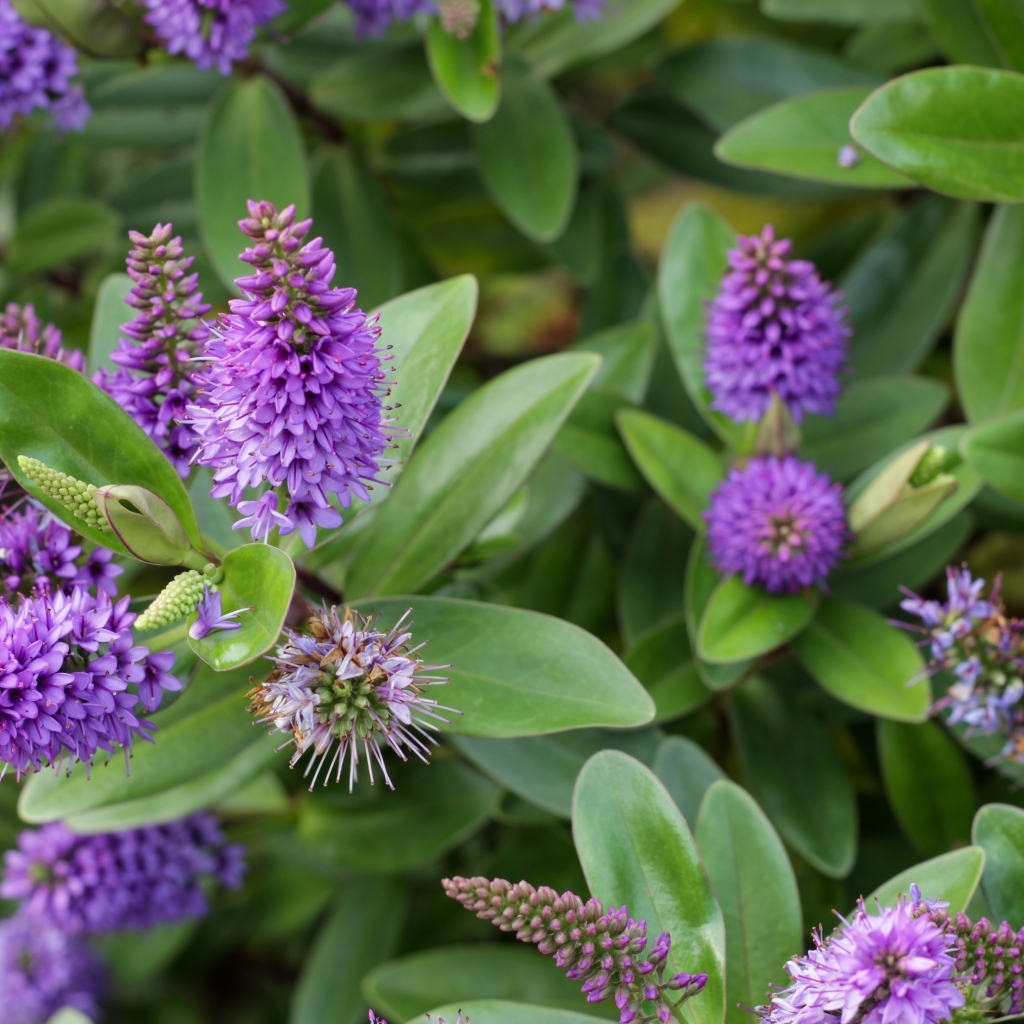 Много красивых сиреневых цветов с зелеными листьями