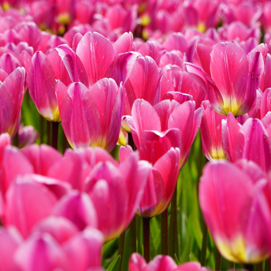 Много красивых розовых тюльпанов на поле