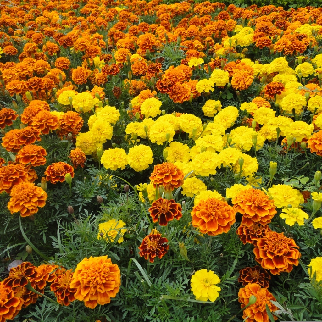 Много разноцветных бархатцев на клумбе