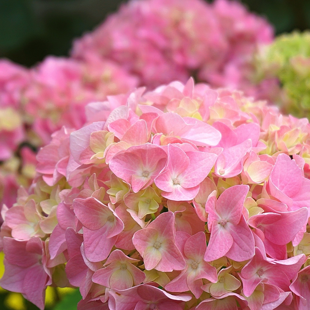 Много розовых крупных цветов гортензии