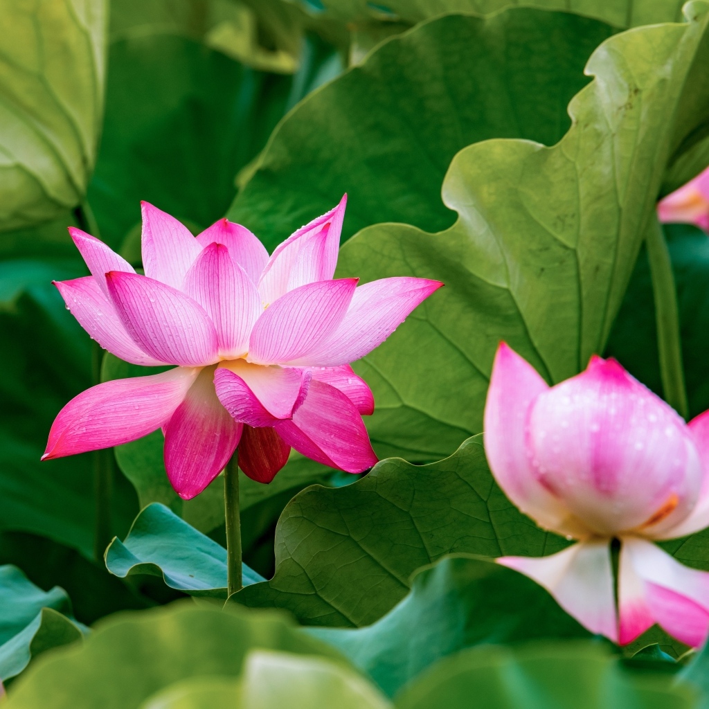 Много розовых лотосов в зеленых листьях