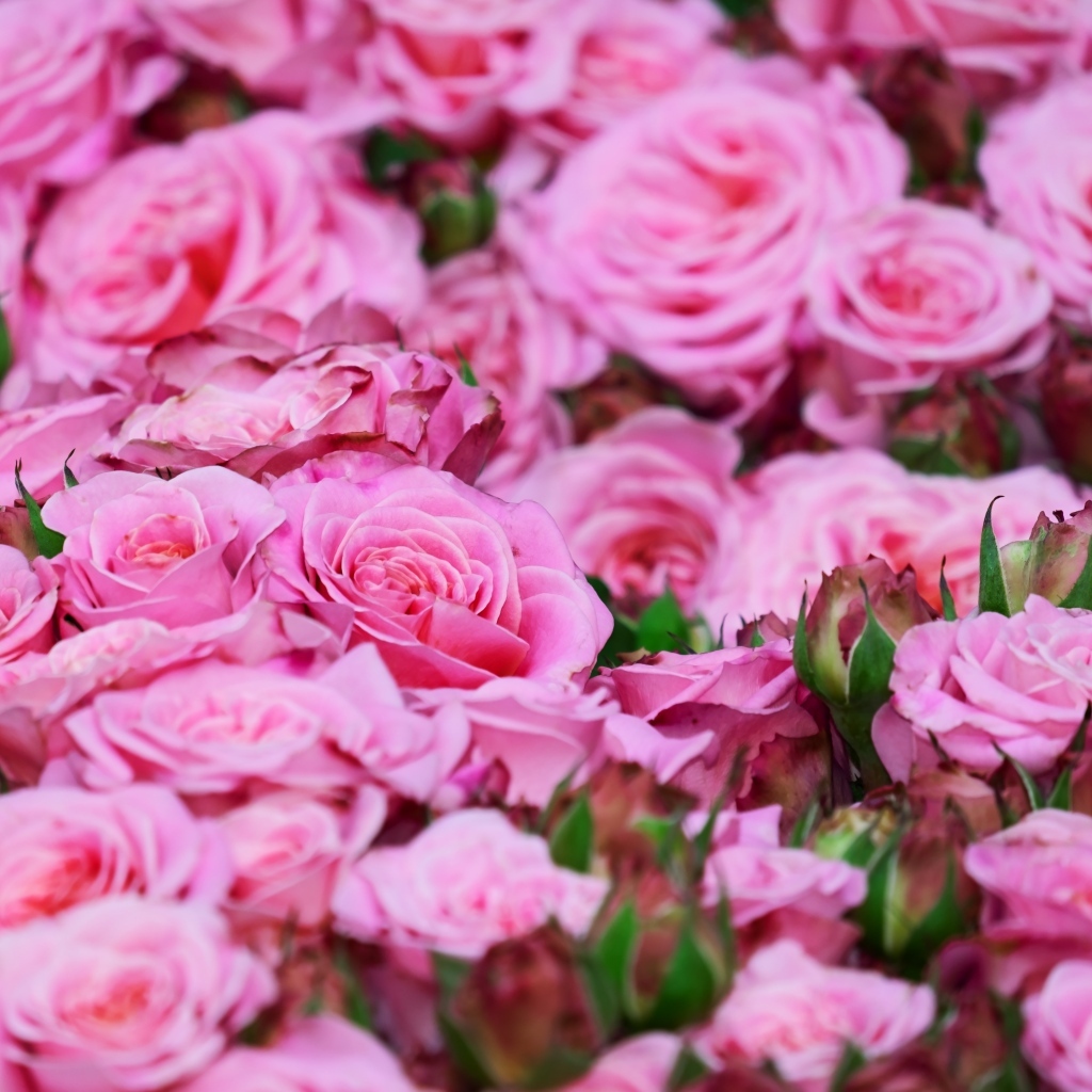 Много розовых цветов розы крупным планом