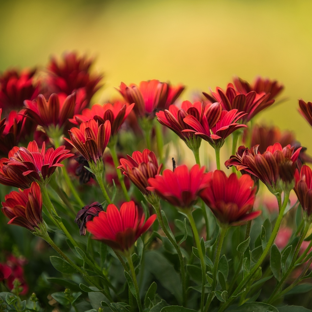 Много красных цветов остеоспермум крупным планом