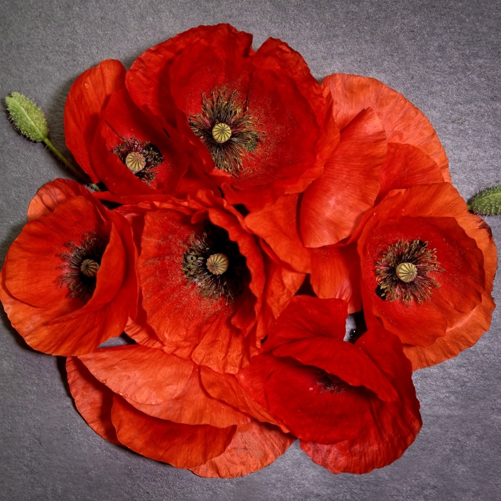 Много красных цветов мака на сером фоне