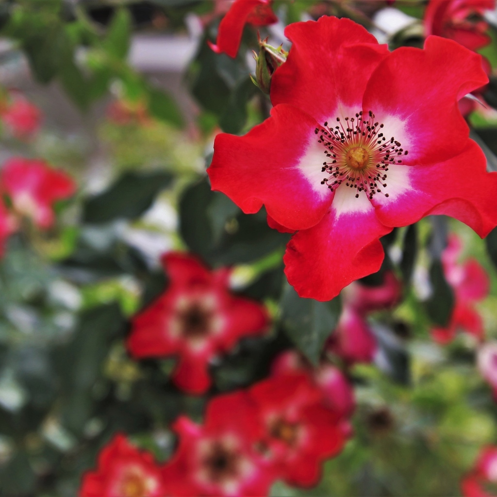 Много красных цветов розы на клумбе