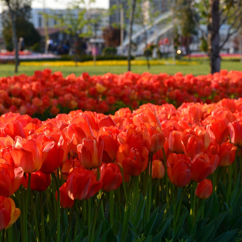 Много красных тюльпанов на клумбе