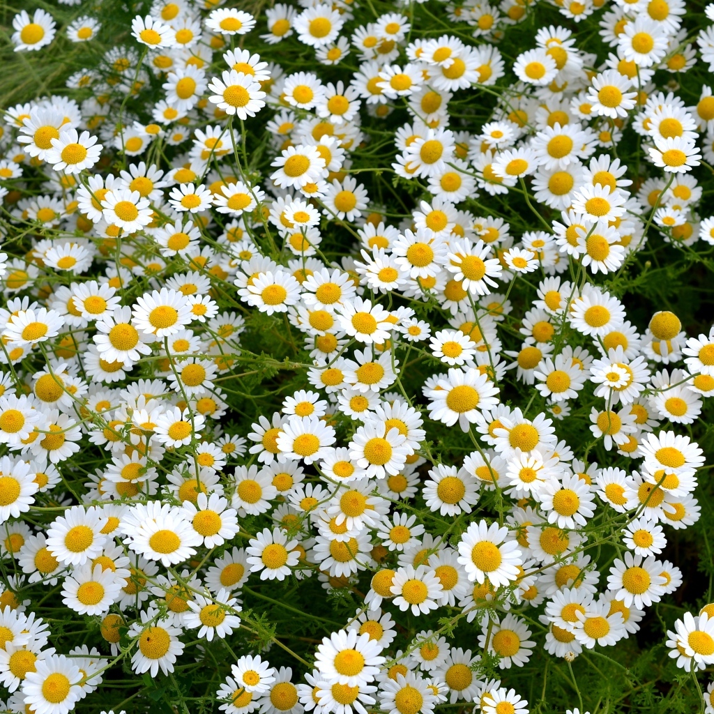 Много мелких цветов лекарственной ромашки