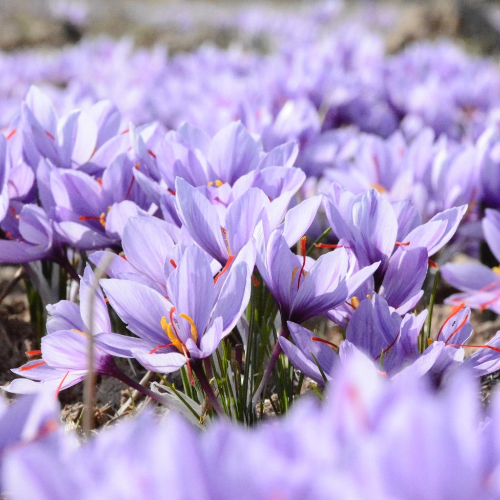 Много мелких сиреневых цветов крокуса