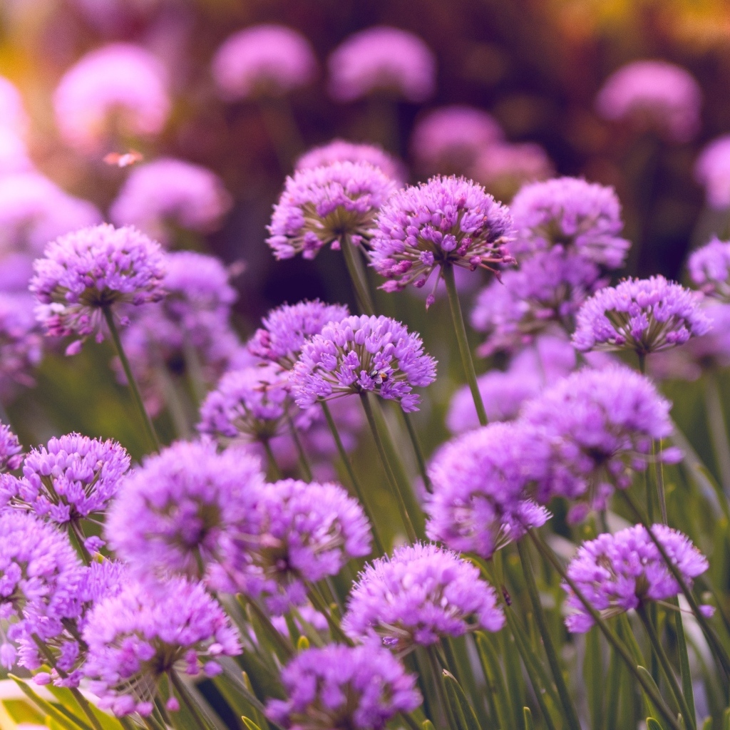 Много маленьких сиреневых цветов в саду