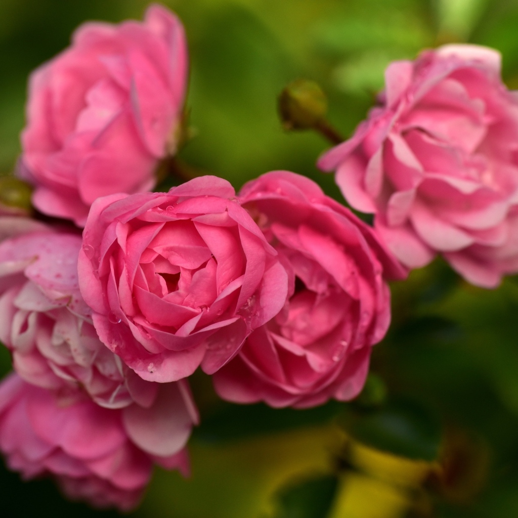 Много маленьких розовых парковых роз