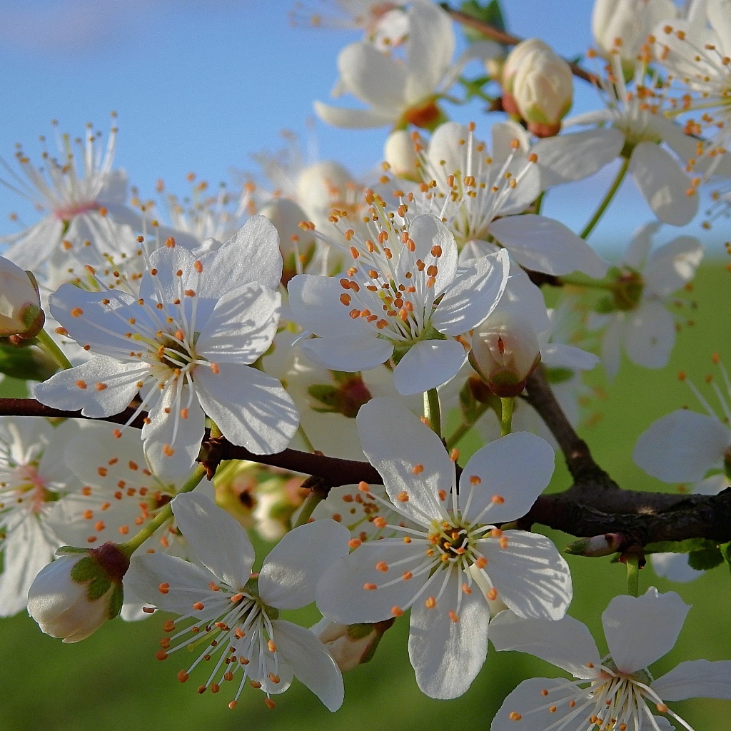 Много белых цветов на ветке вишни в лучах солнца
