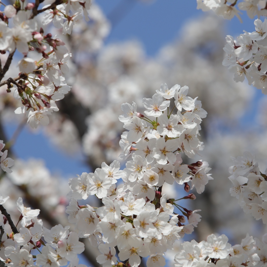 Много белых ароматных цветов на ветках вишни