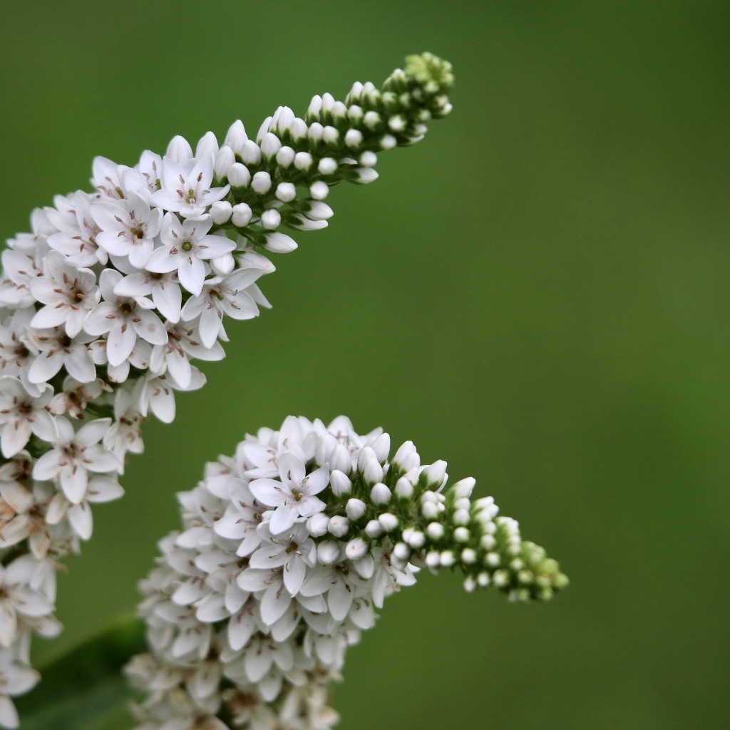 Много белых цветов вербейник