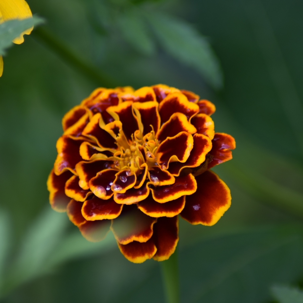 Цветок бархатца крупным планом