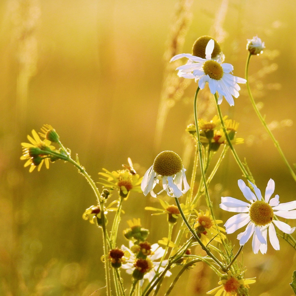 Лечебная белая ромашка на поле