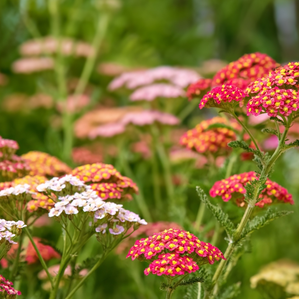 Разноцветные мелкие цветы на клумбе