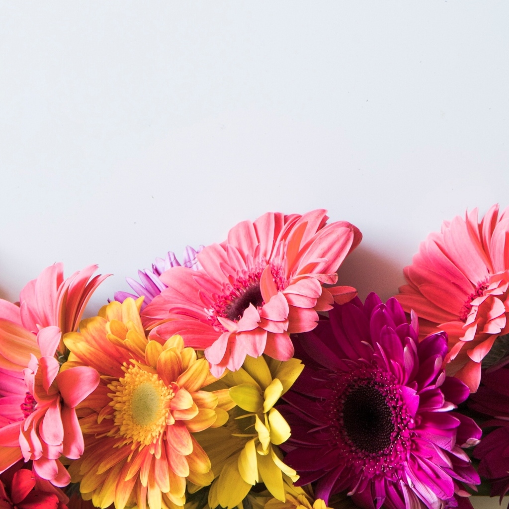 Разноцветные герберы на сером фоне