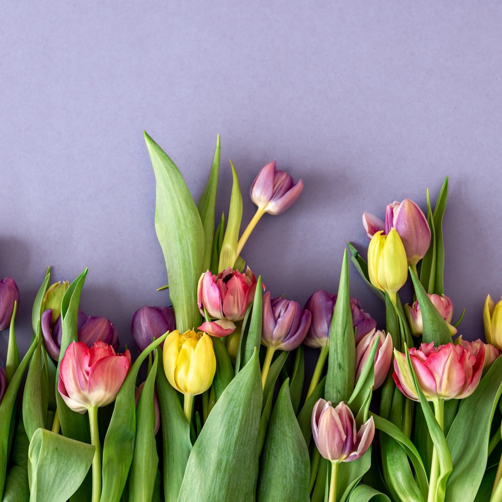 Разноцветные тюльпаны на сером фоне