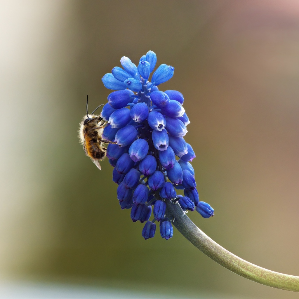 Цветок мускарик крупным планом