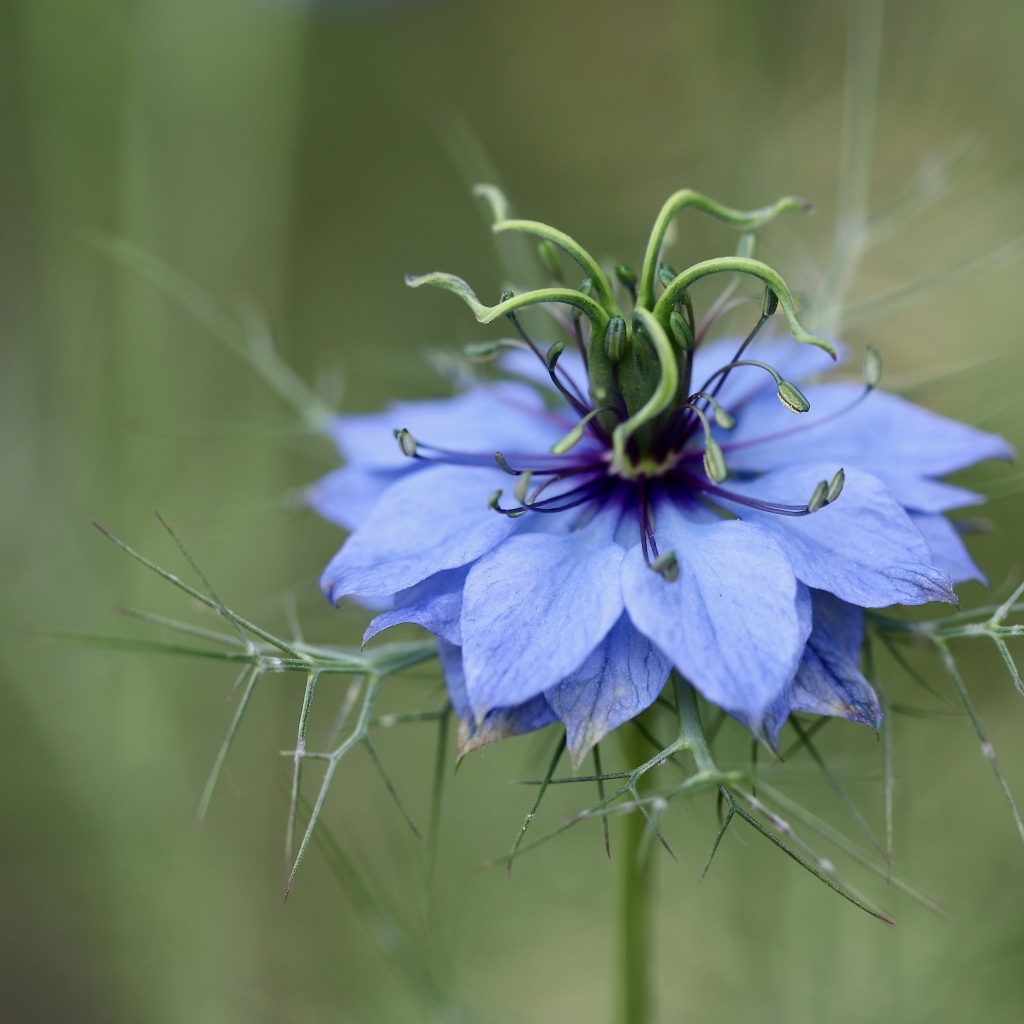 Цветок Чернушка дамасская крупным планом