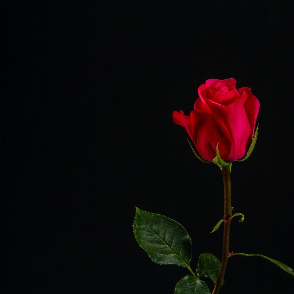Одна красная роза на черном фоне