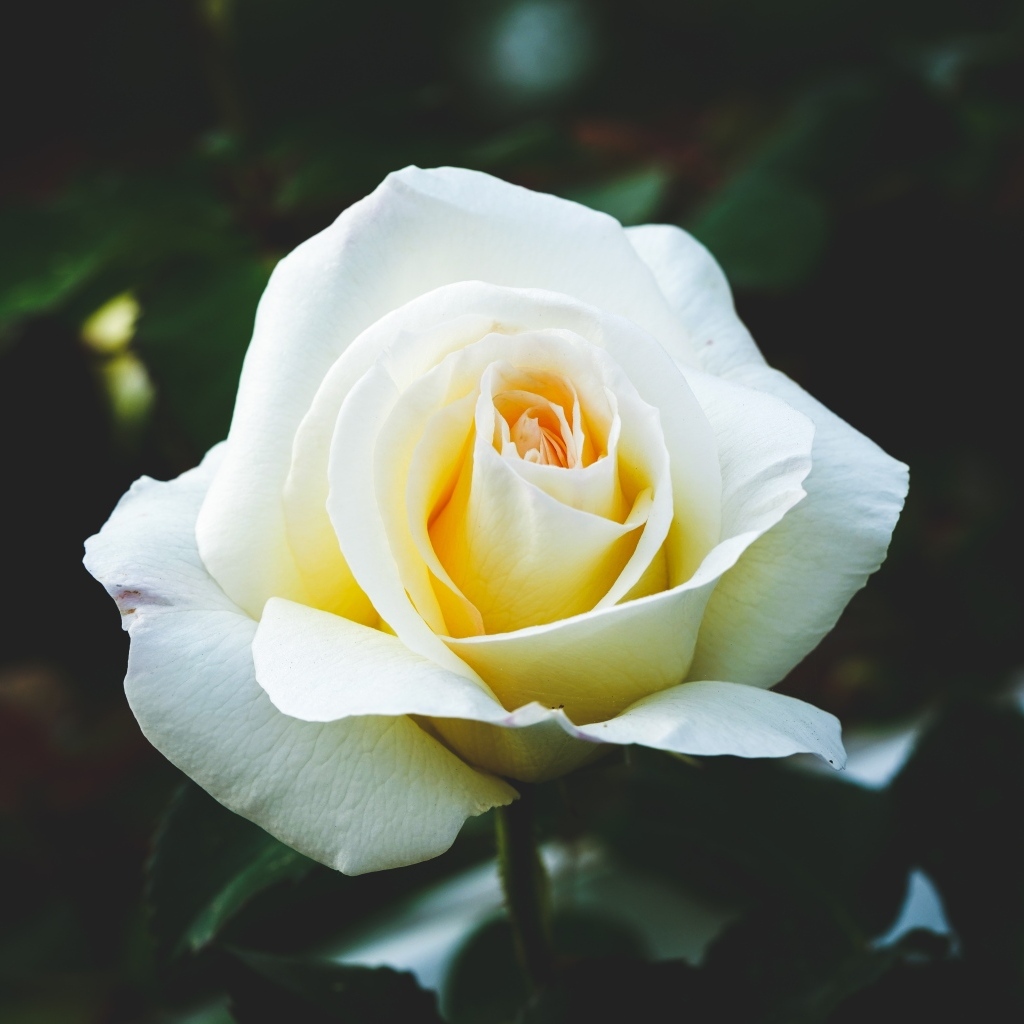 Одна белая роза на клумбе крупным планом