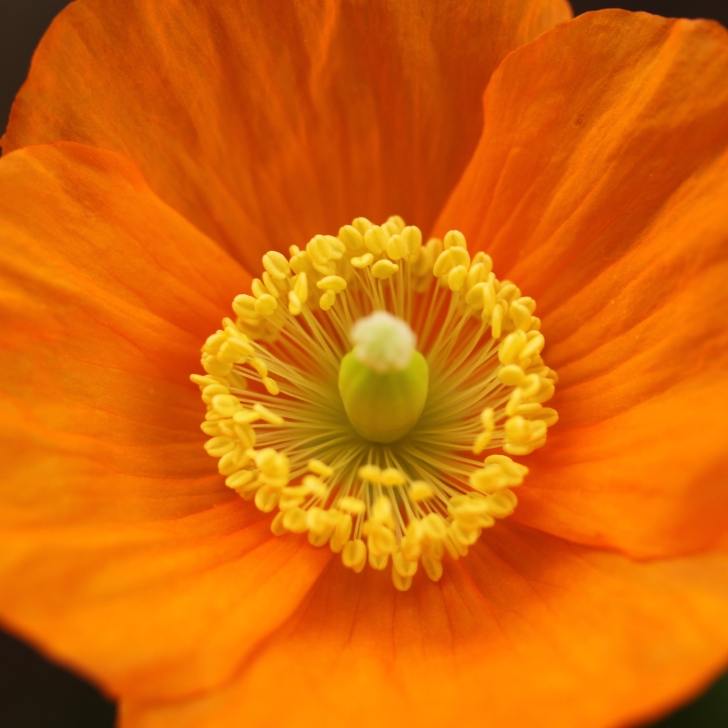 Оранжевый ирландский мак крупным планом