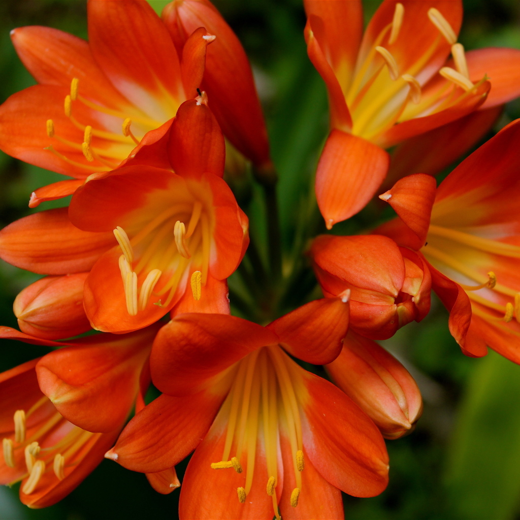 Оранжевые цветы амариллис крупным планом