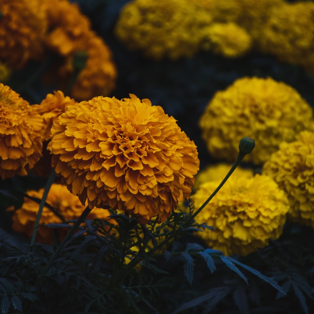 Оранжевые и желтые цветы бархатцев