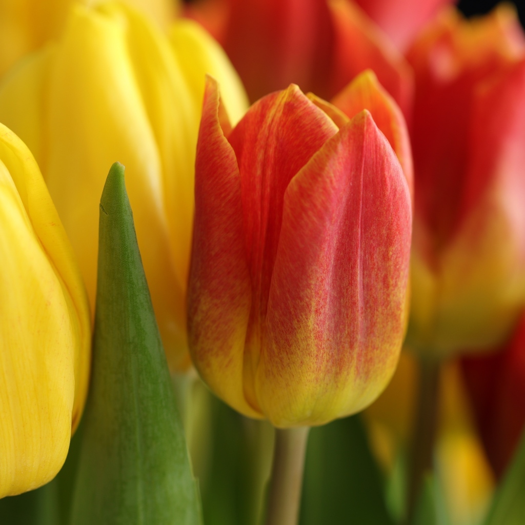 Оранжевые и желтые тюльпаны вблизи