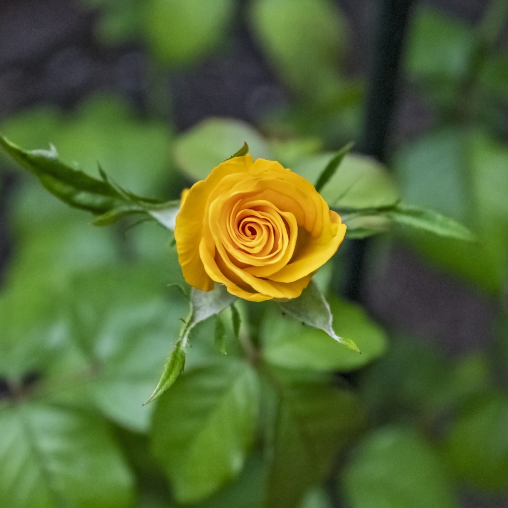 Оранжевая распускающаяся роза вид сверху