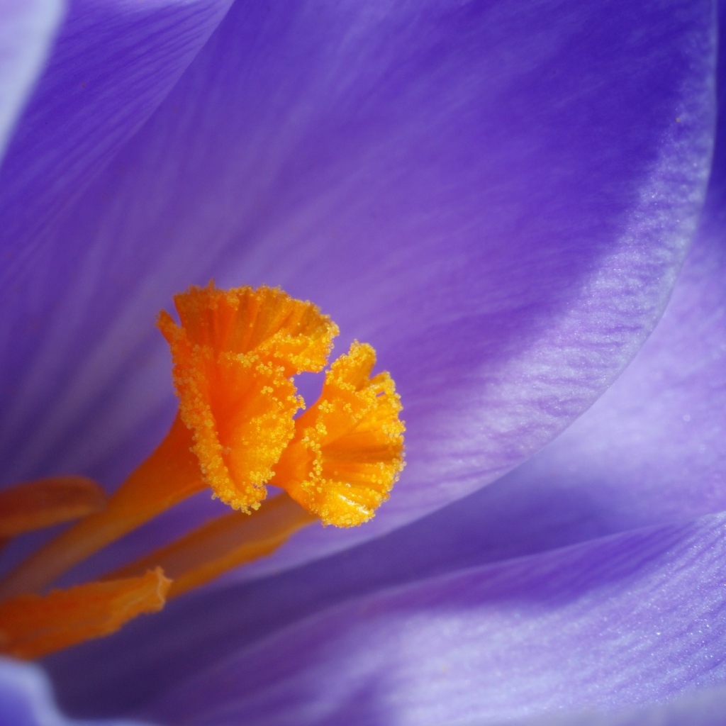 Оранжевая серединка фиолетового крокуса
