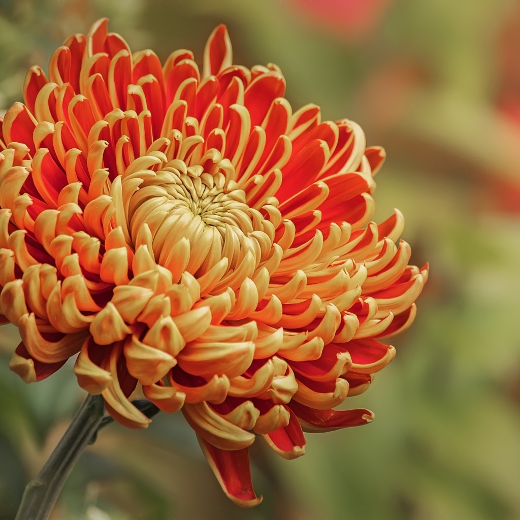 Оранжевая хризантема вблизи