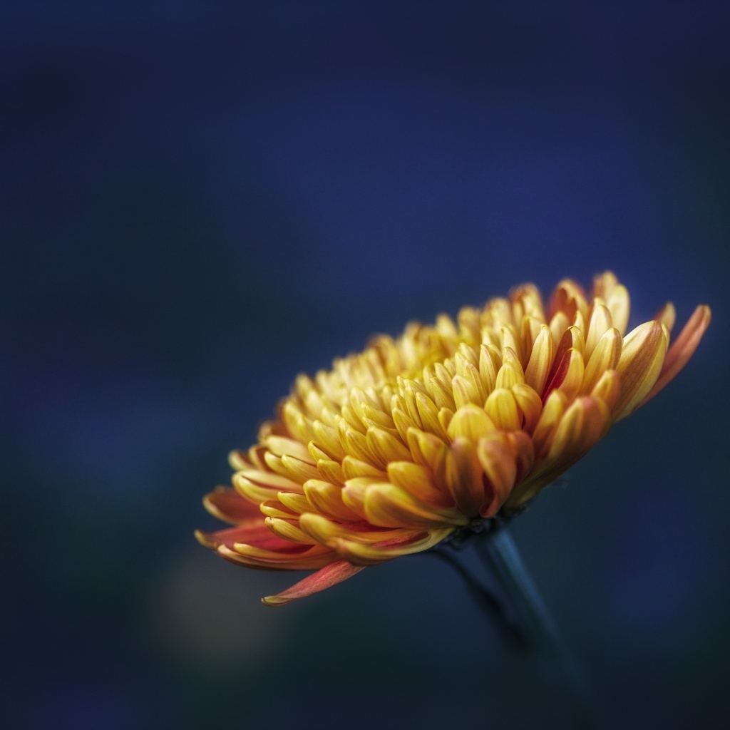 Оранжевый цветок хризантемы вблизи