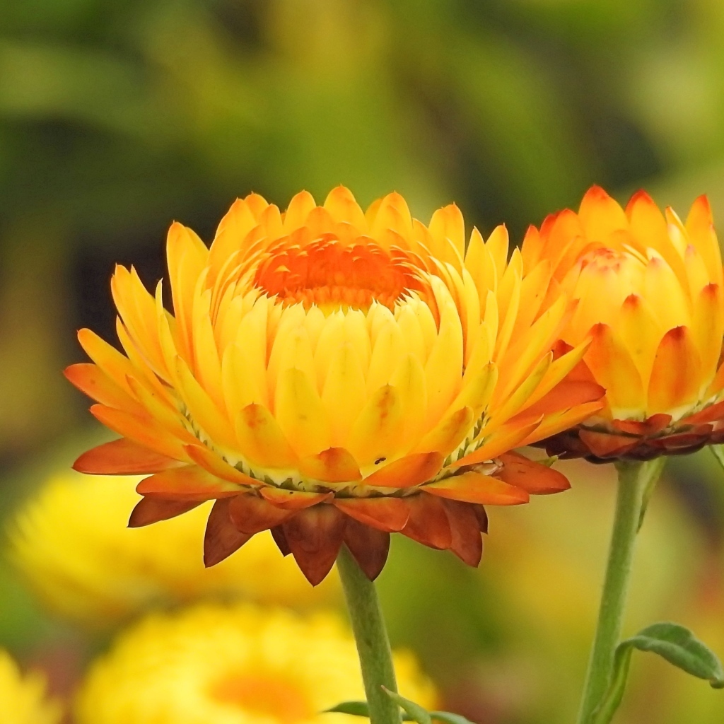 Оранжевые хризантемы крупным планом