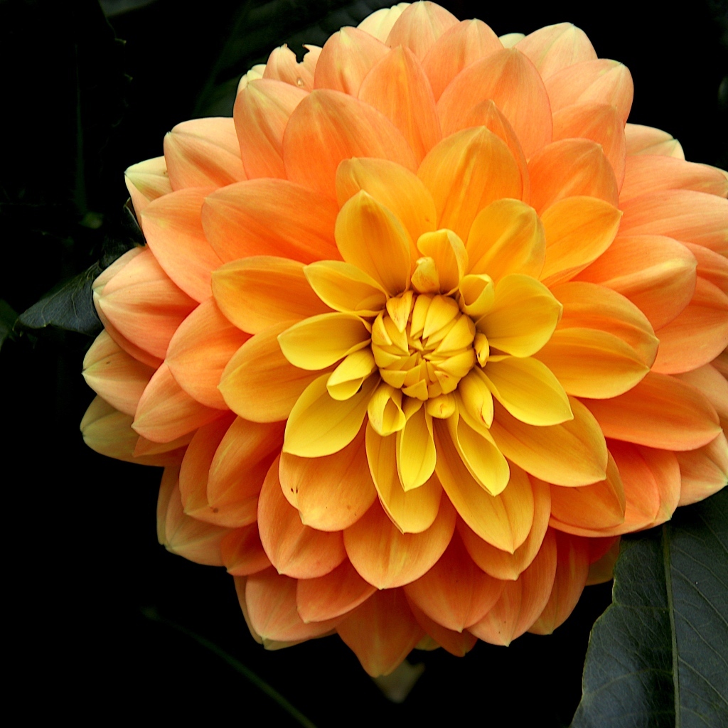 Оранжевый цветок георгина вблизи