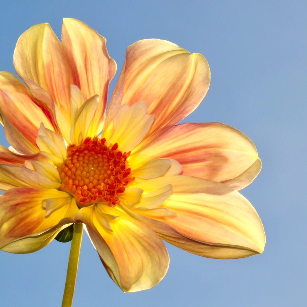 Оранжевый цветок георгина на голубом фоне