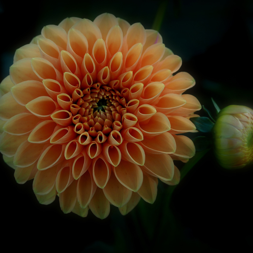 Оранжевый цветок георгина с бутоном на черном фоне