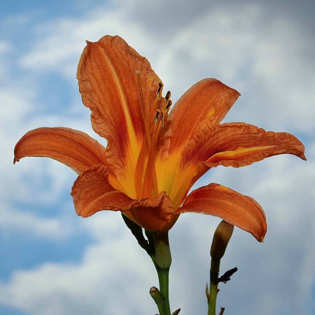 Оранжевый цветок лилейника на фоне неба
