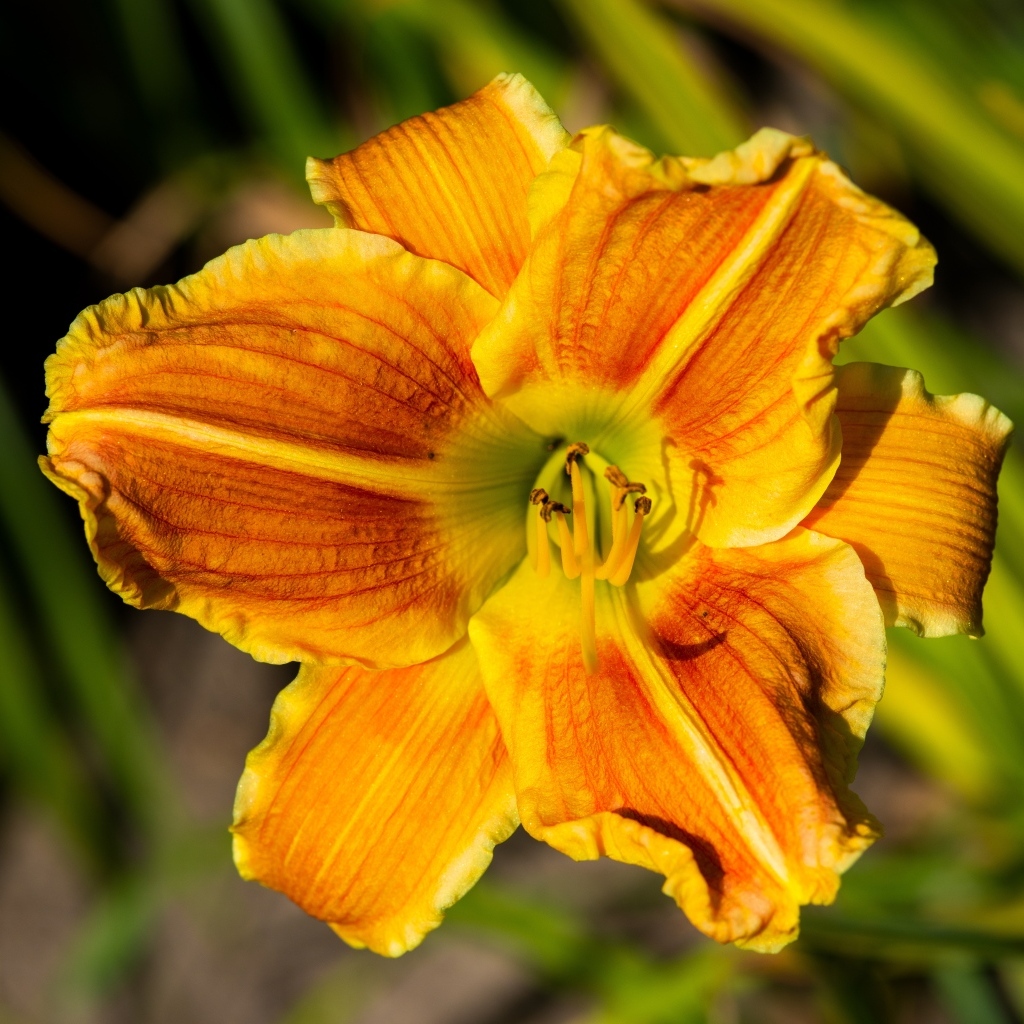 Оранжевый цветок лилейника в лучах солнца